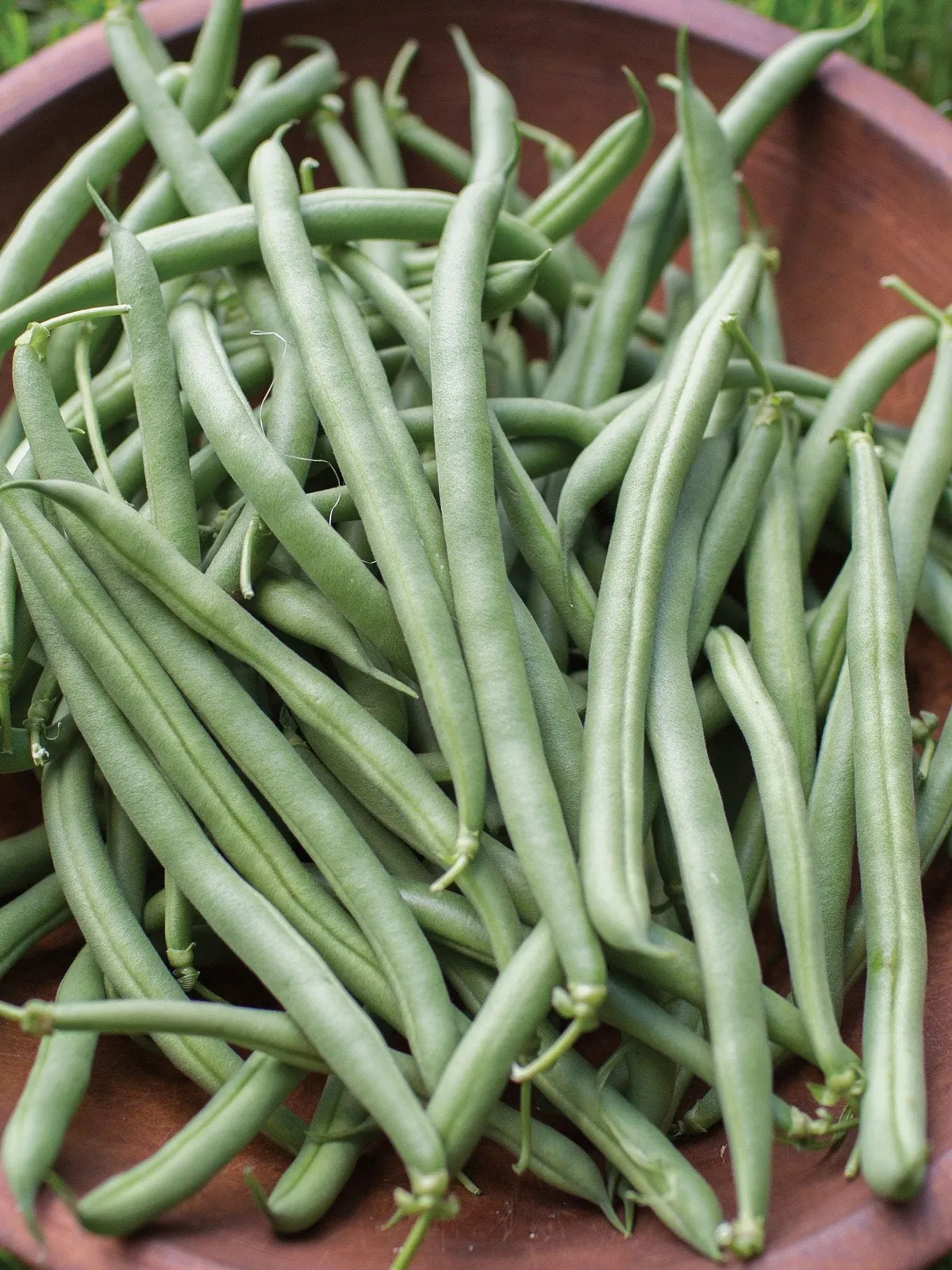 Bush, Prevail Beans