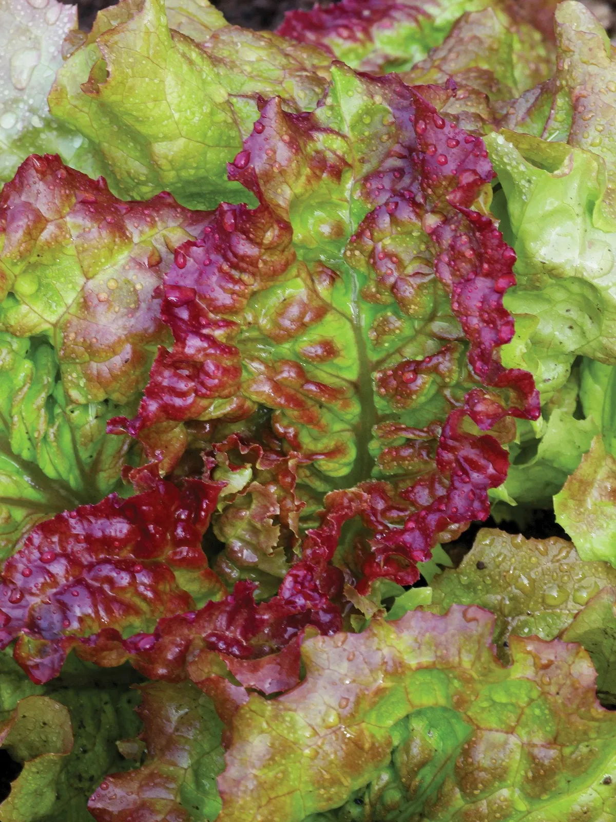 Prizeleaf Lettuce
