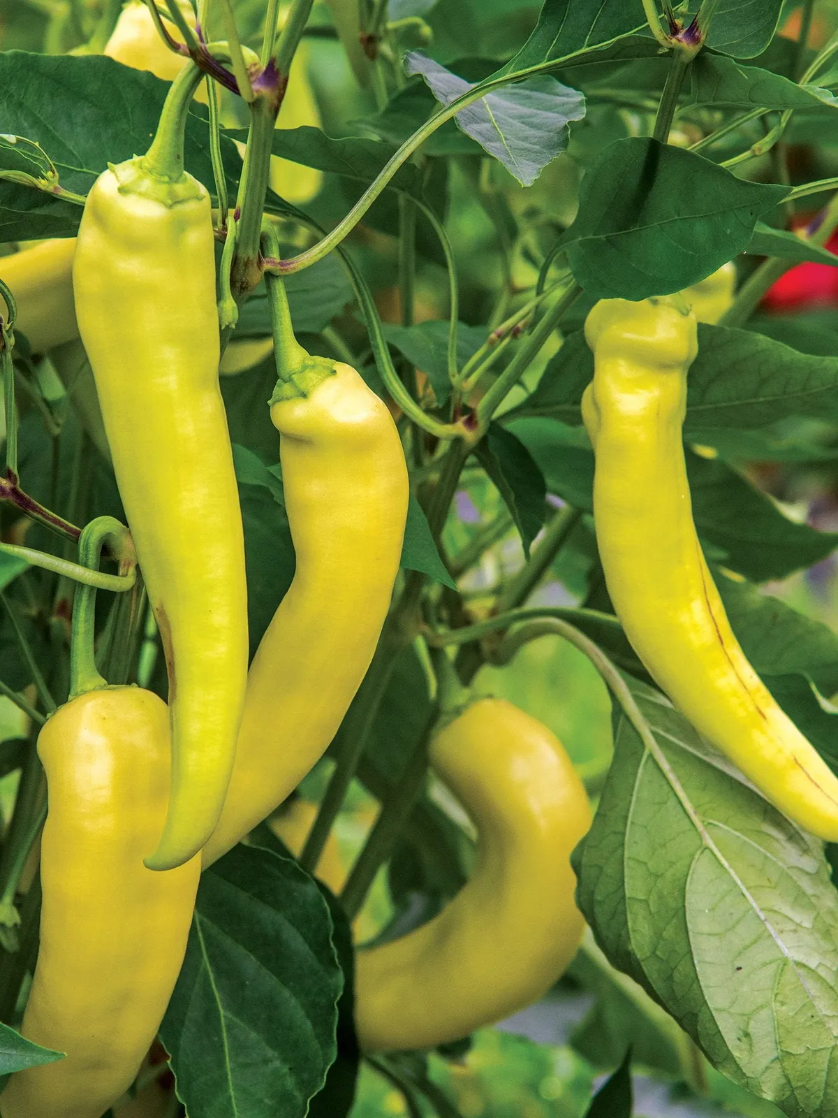Hot, Blazing Banana Hybrid Peppers