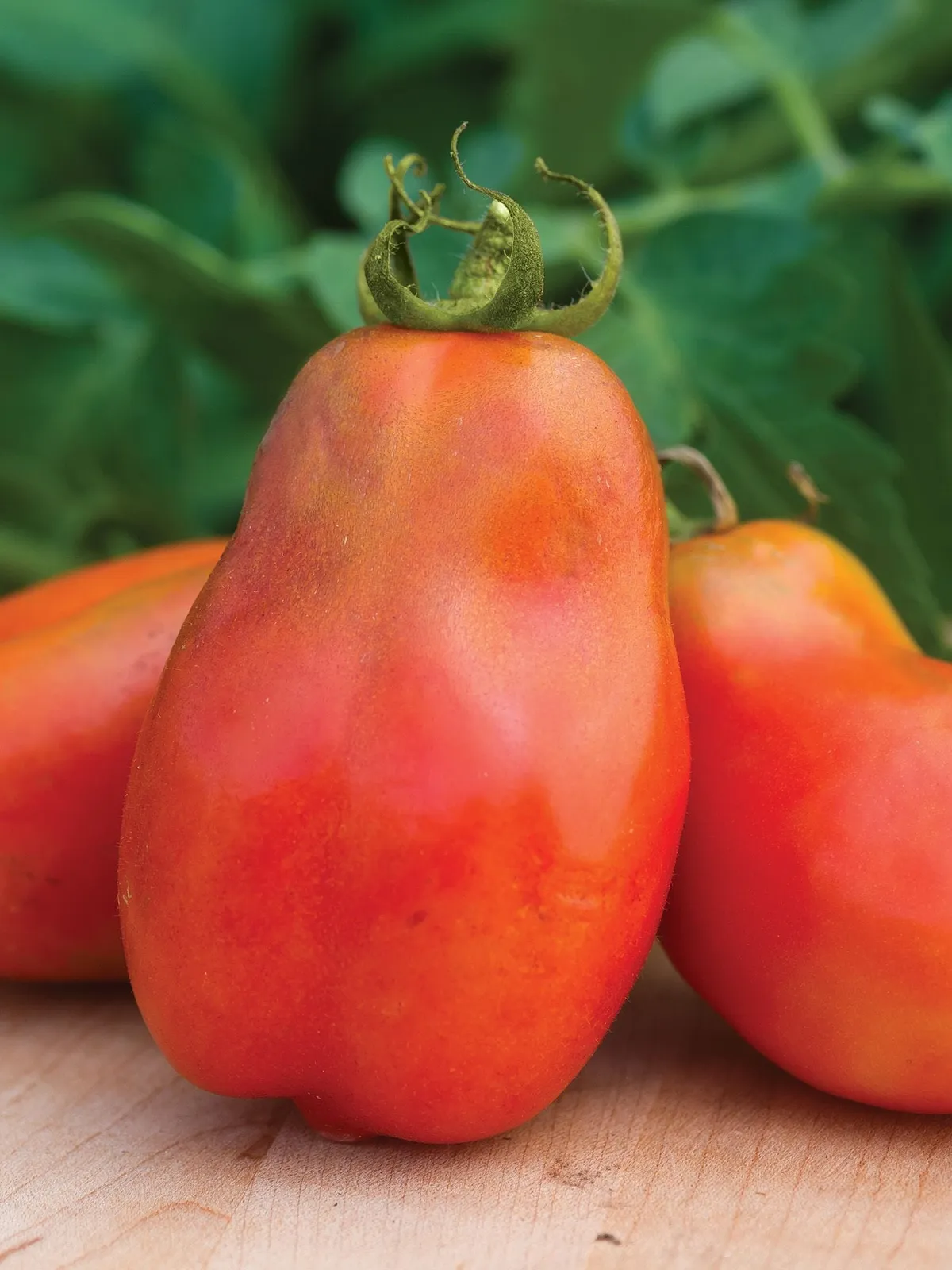 Polish Linguisa Tomatoes