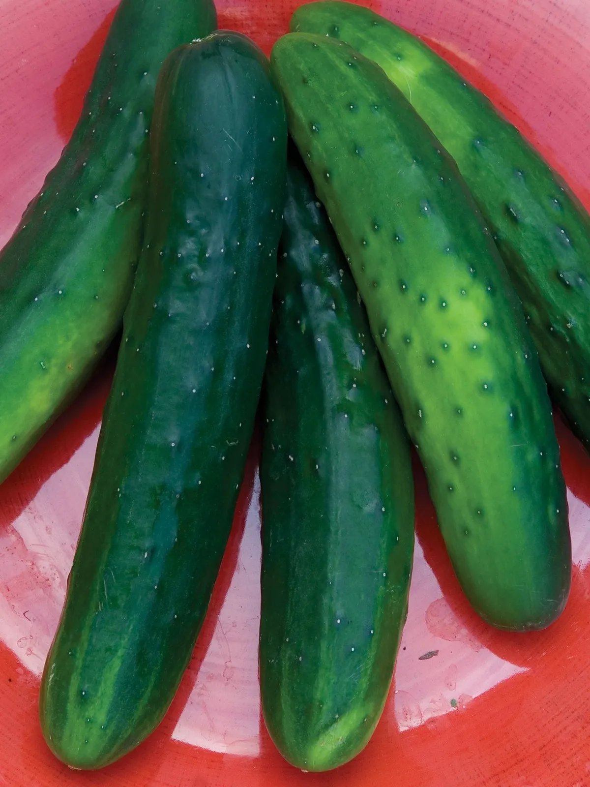 Salad Bush Hybrid Cucumbers