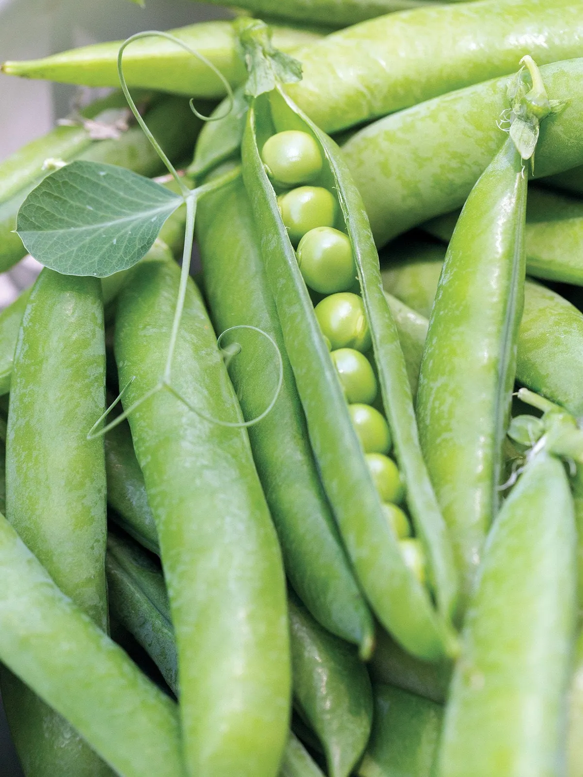 Maestro Peas