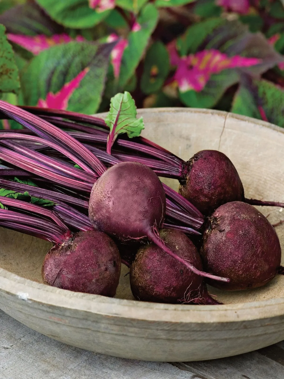 Detroit Dark Red Medium Top