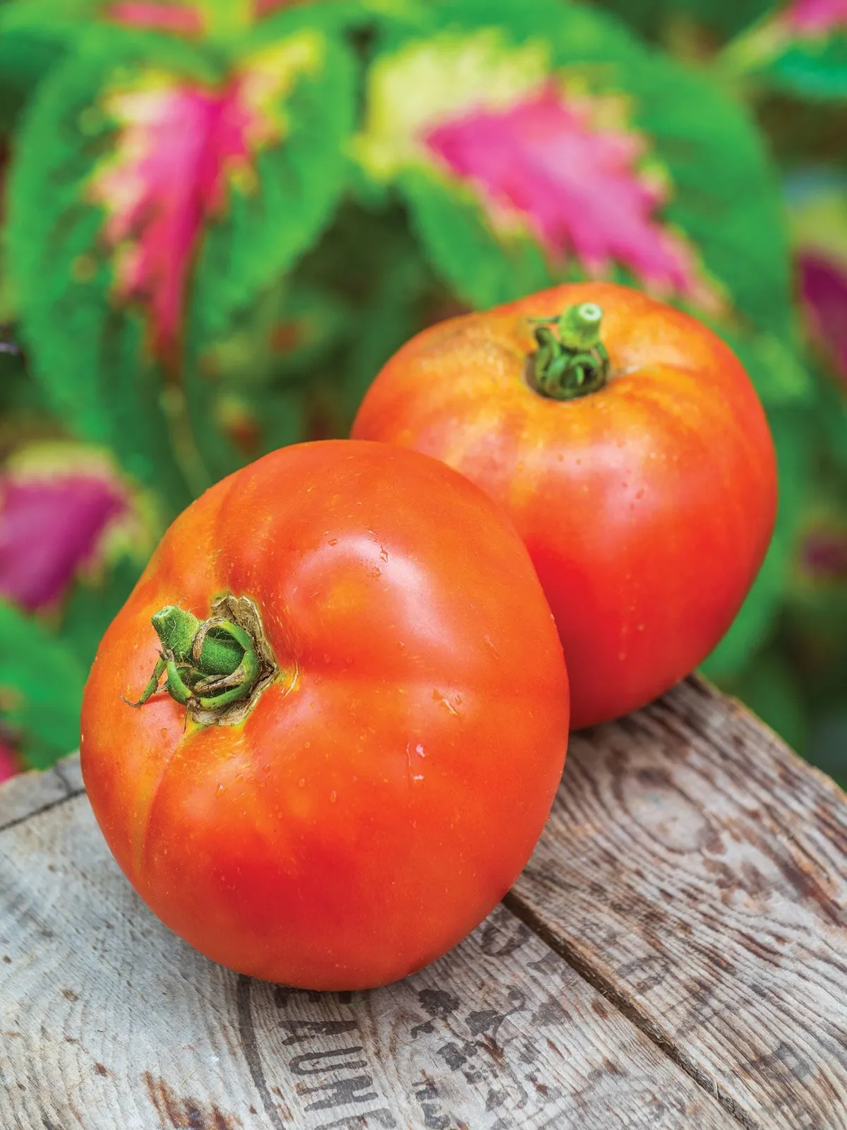 Better Boy  Hybrid Tomatoes