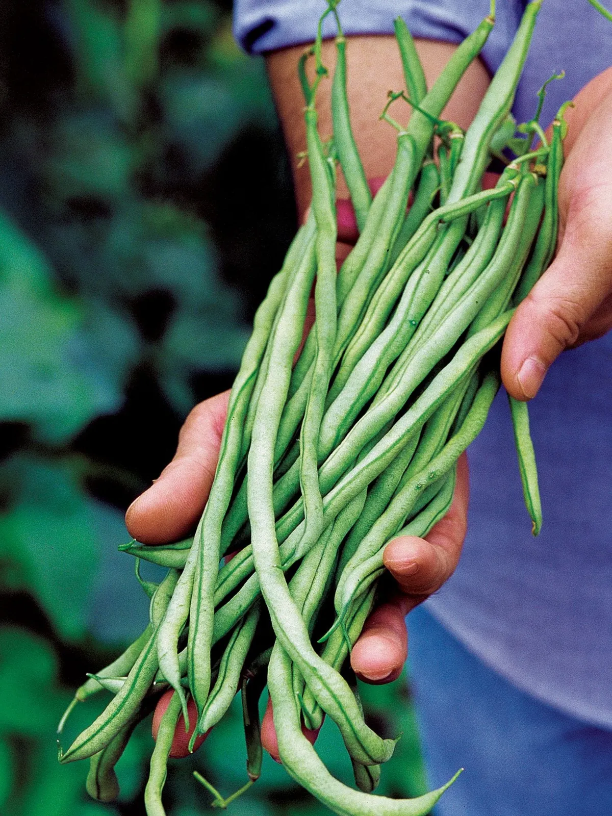 Pole, Fortex Beans