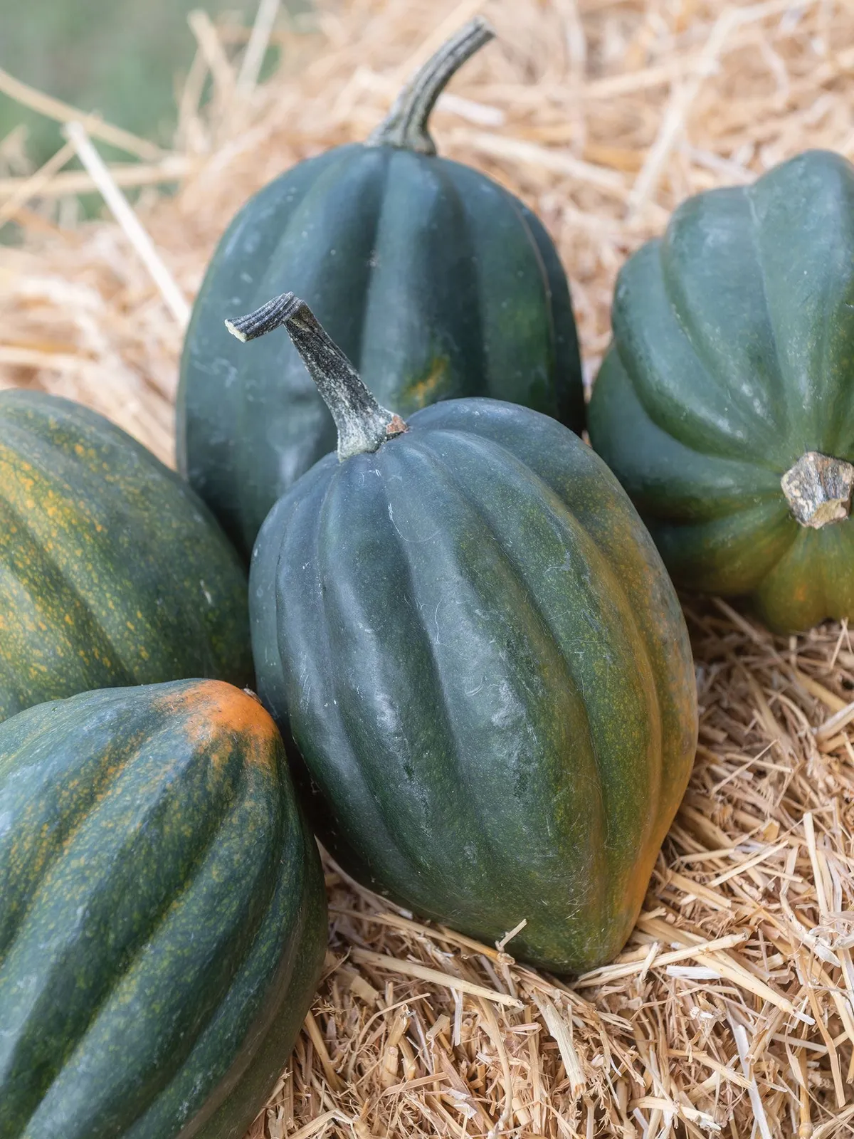 Winter, Acorn Table Queen Squash