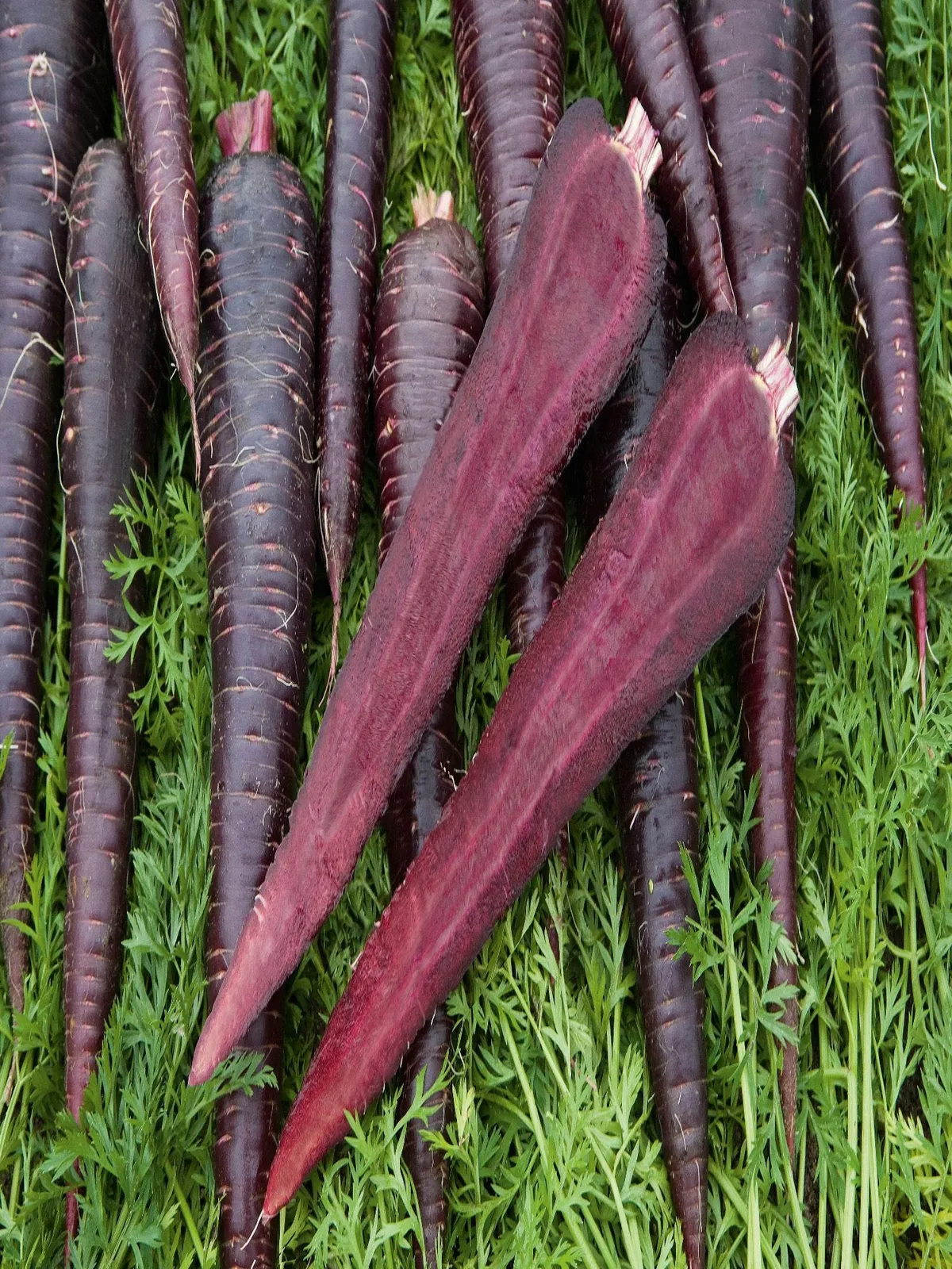 Deep Purple Hybrid Carrots