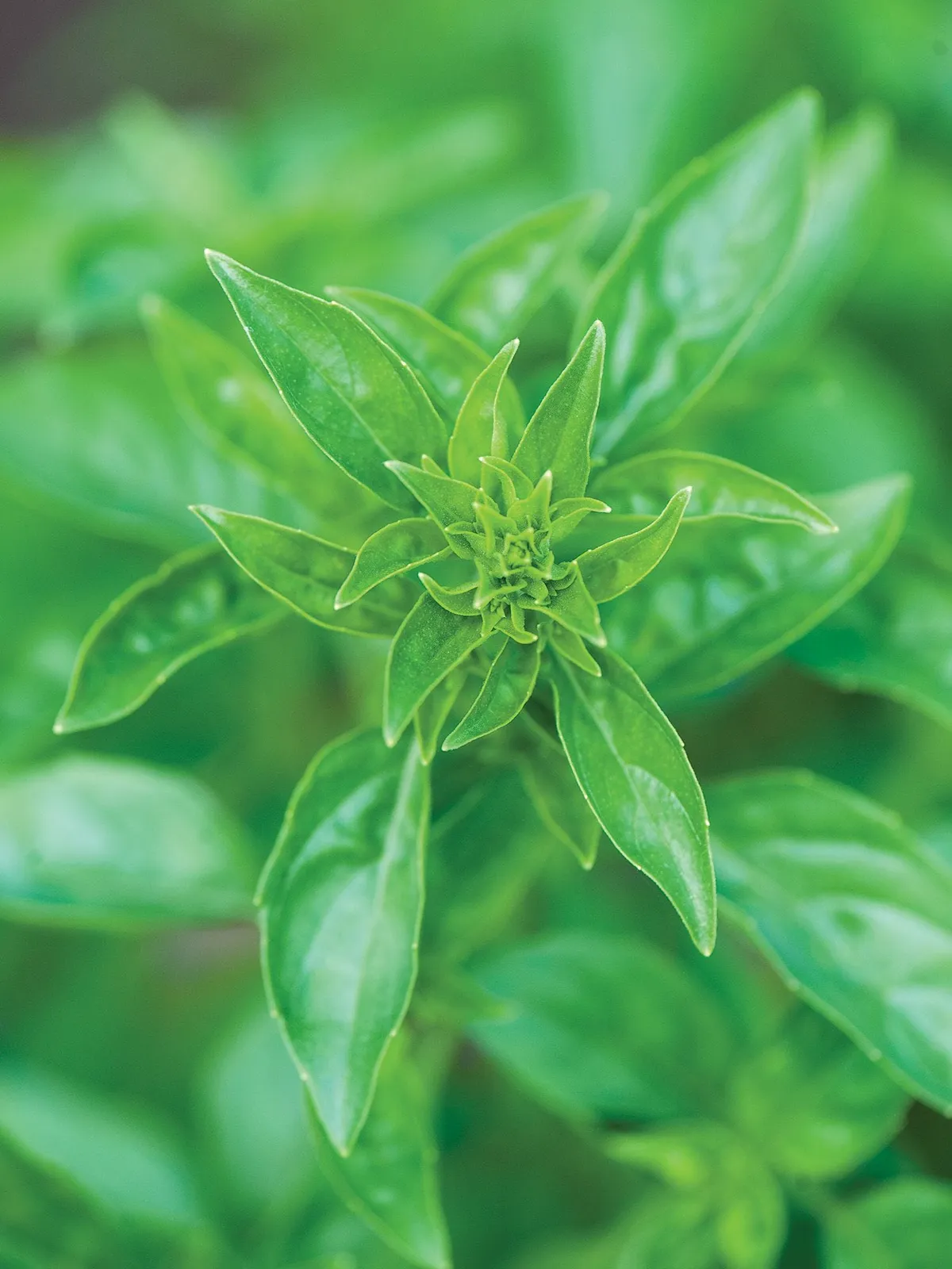Summerlong Basil