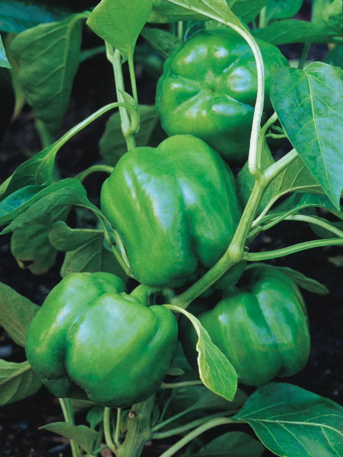 Sweet, Big Dipper Peppers