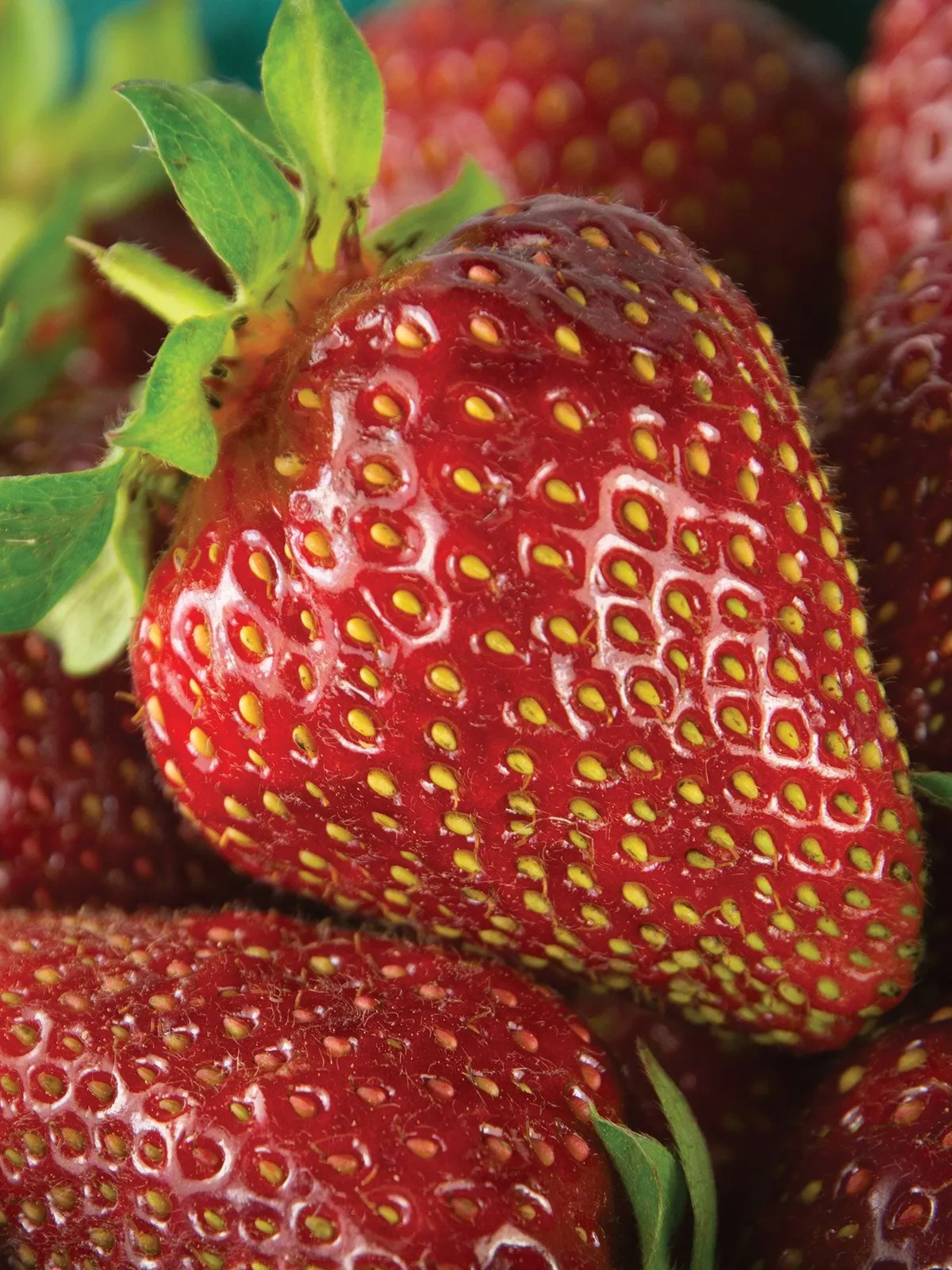 Rutgers Scarlet Strawberries