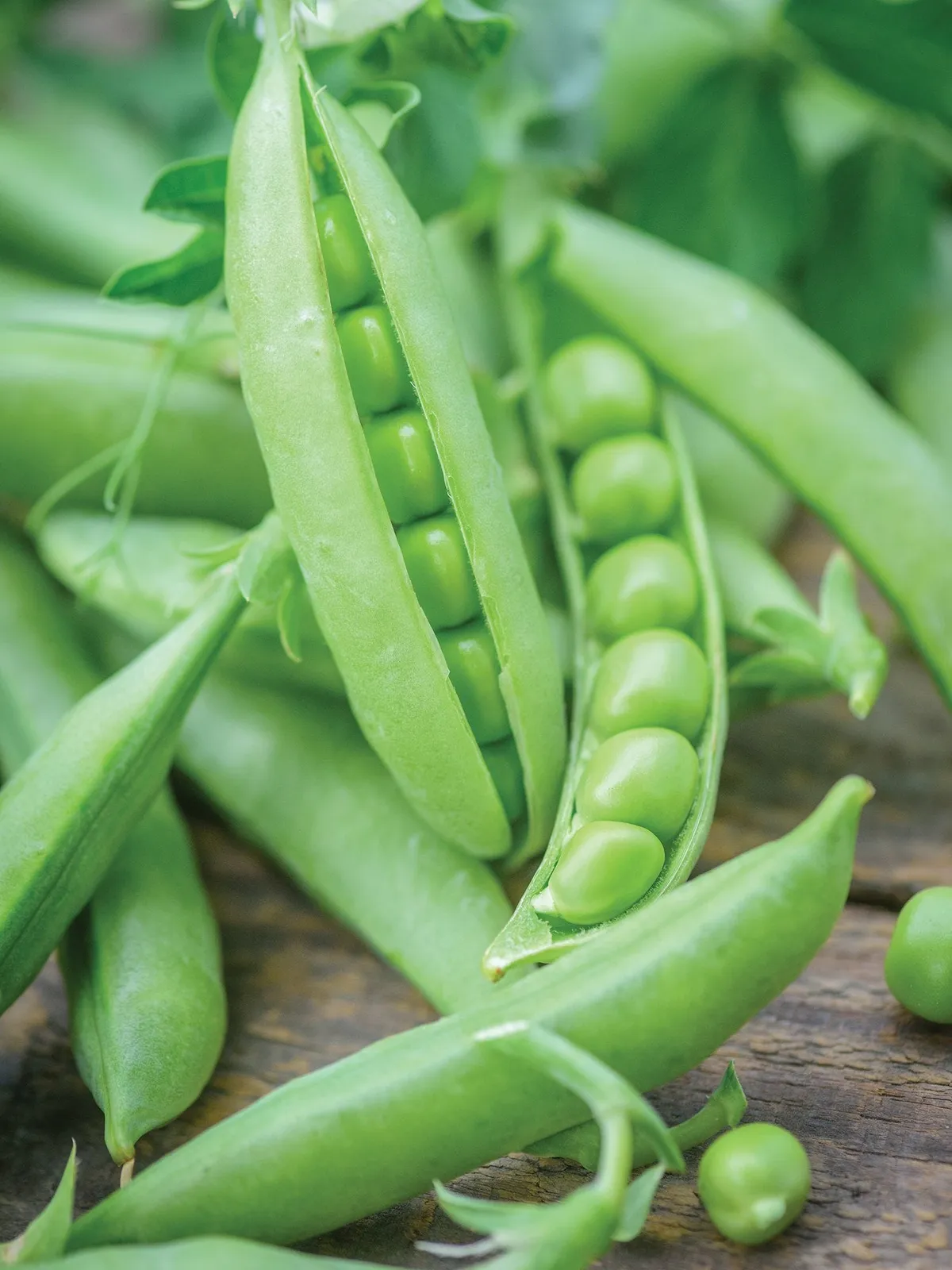 Sugar Prince Peas