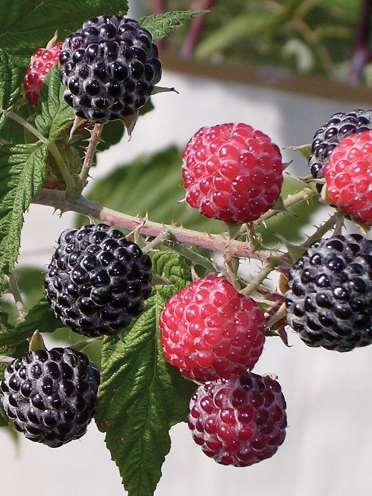 Niwot Raspberries