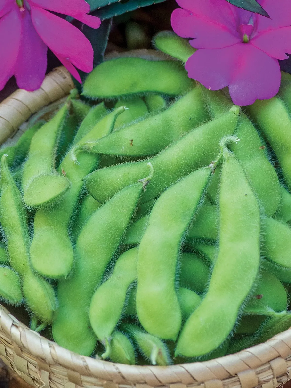 Soy, Chiba Green Organic Seed Beans