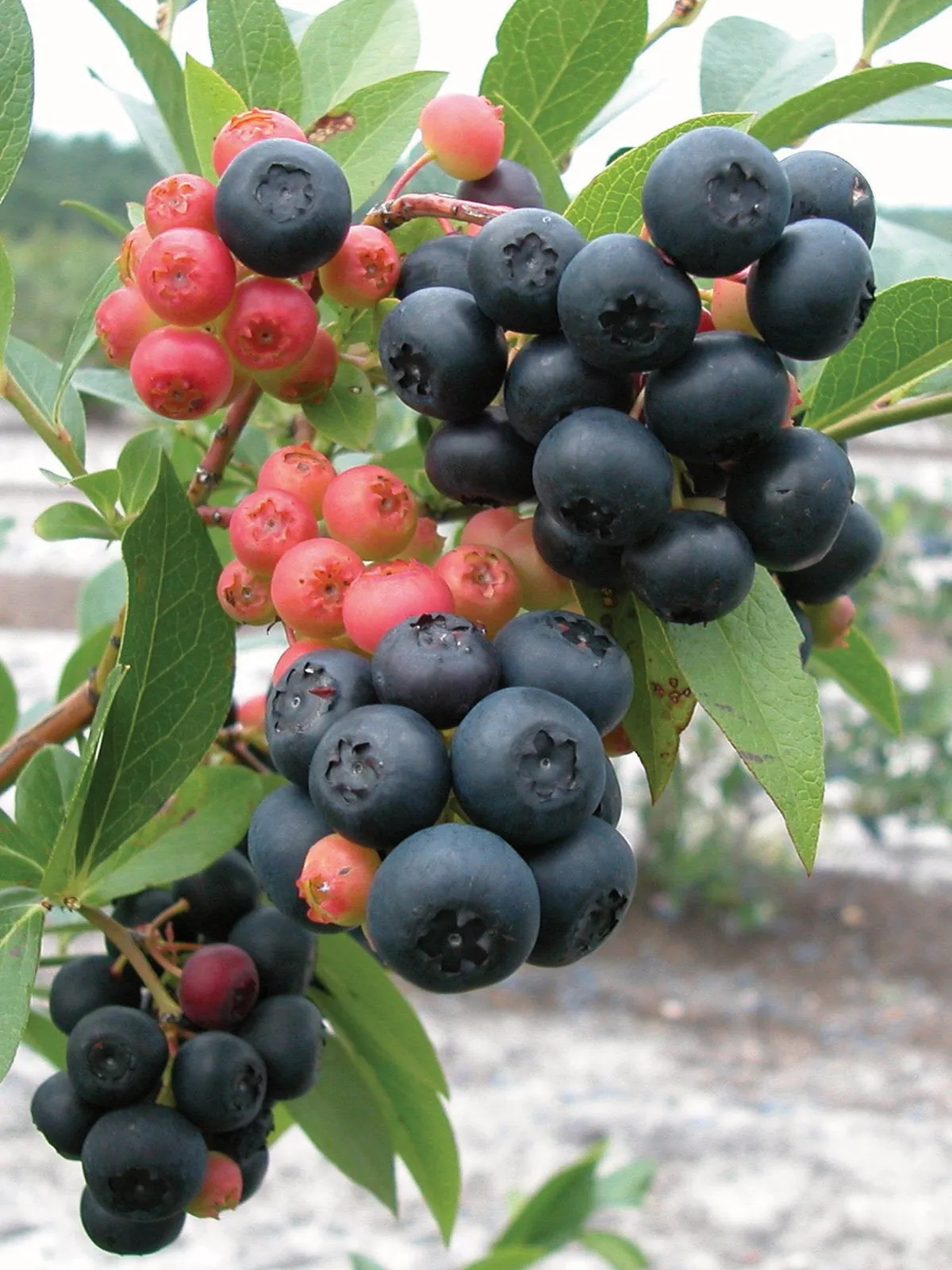Nocturne Blueberries