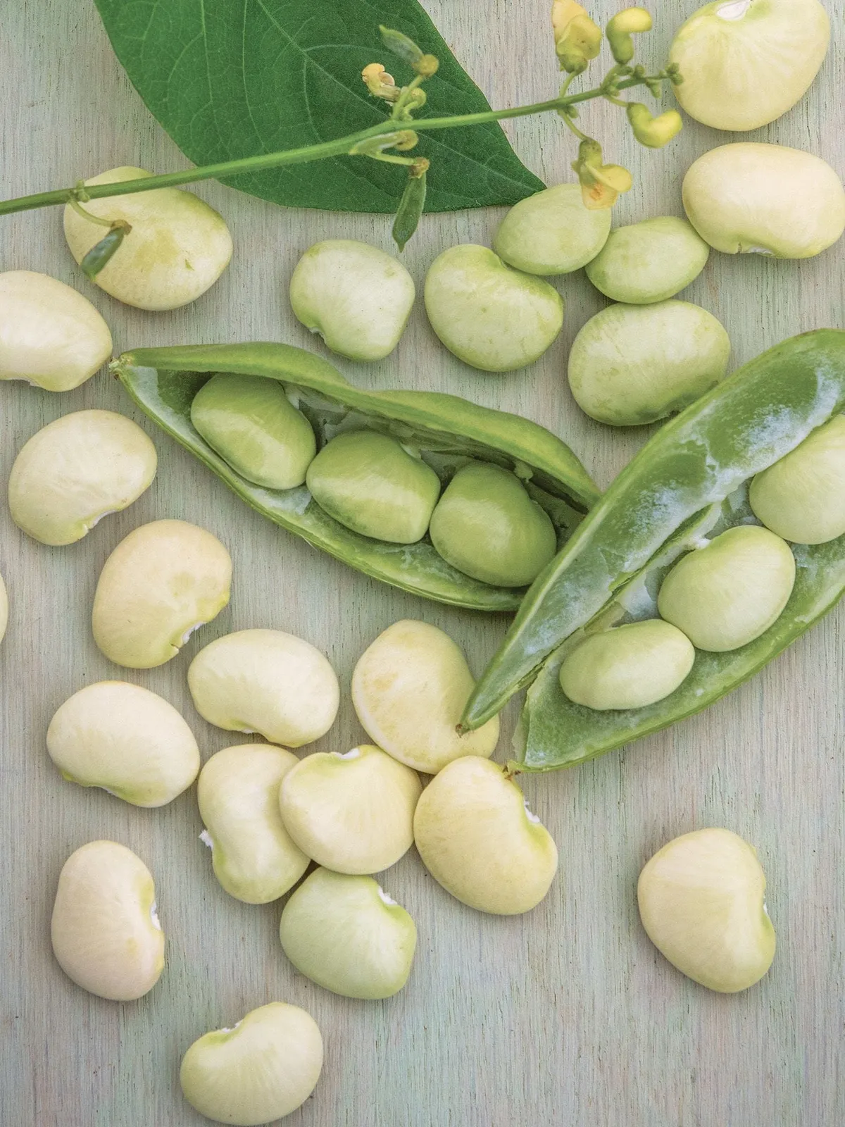 Bush, Lima Fordhook 242 Beans