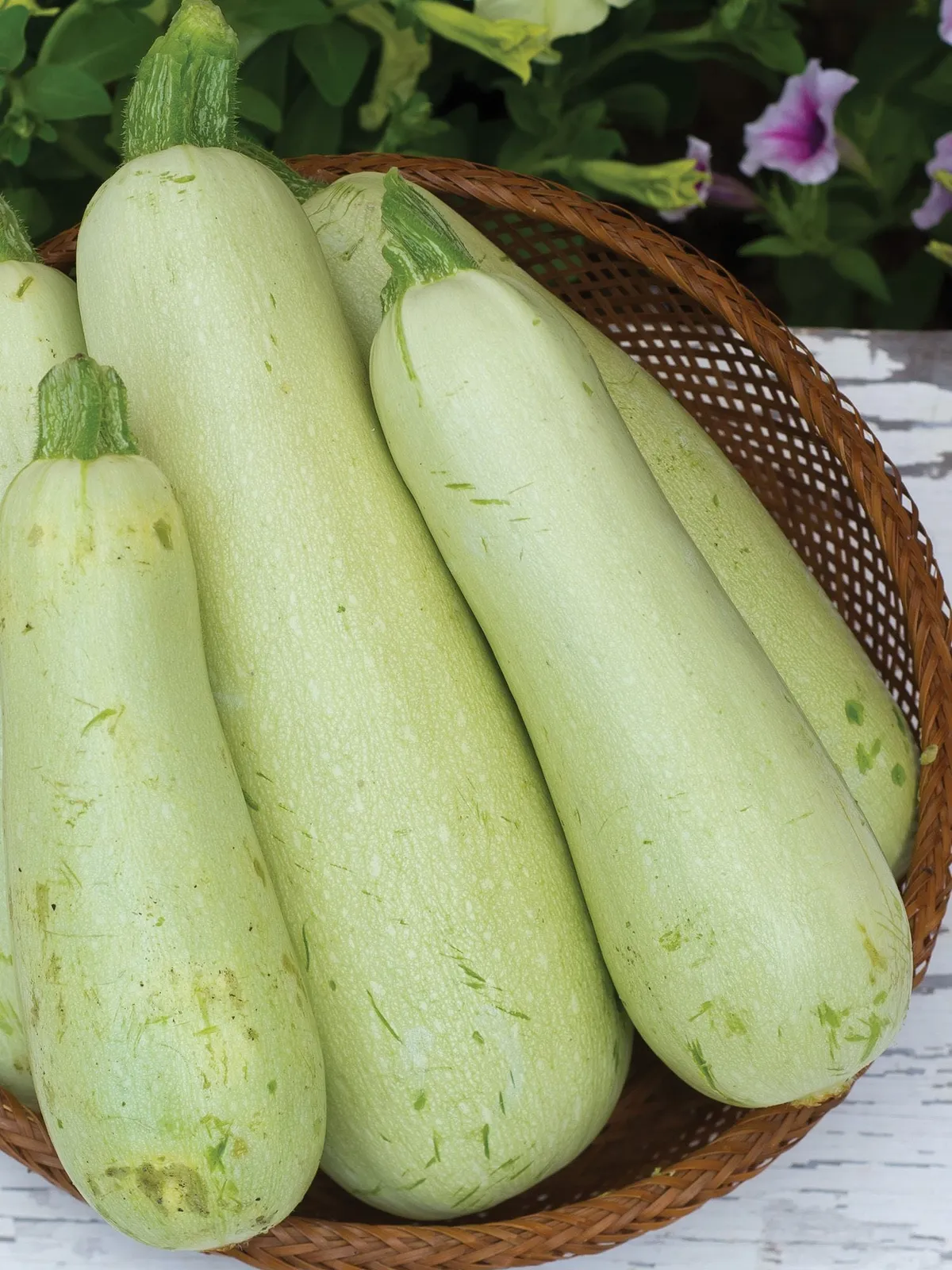 Summer Zucchini Limelight Hybrid Squash
