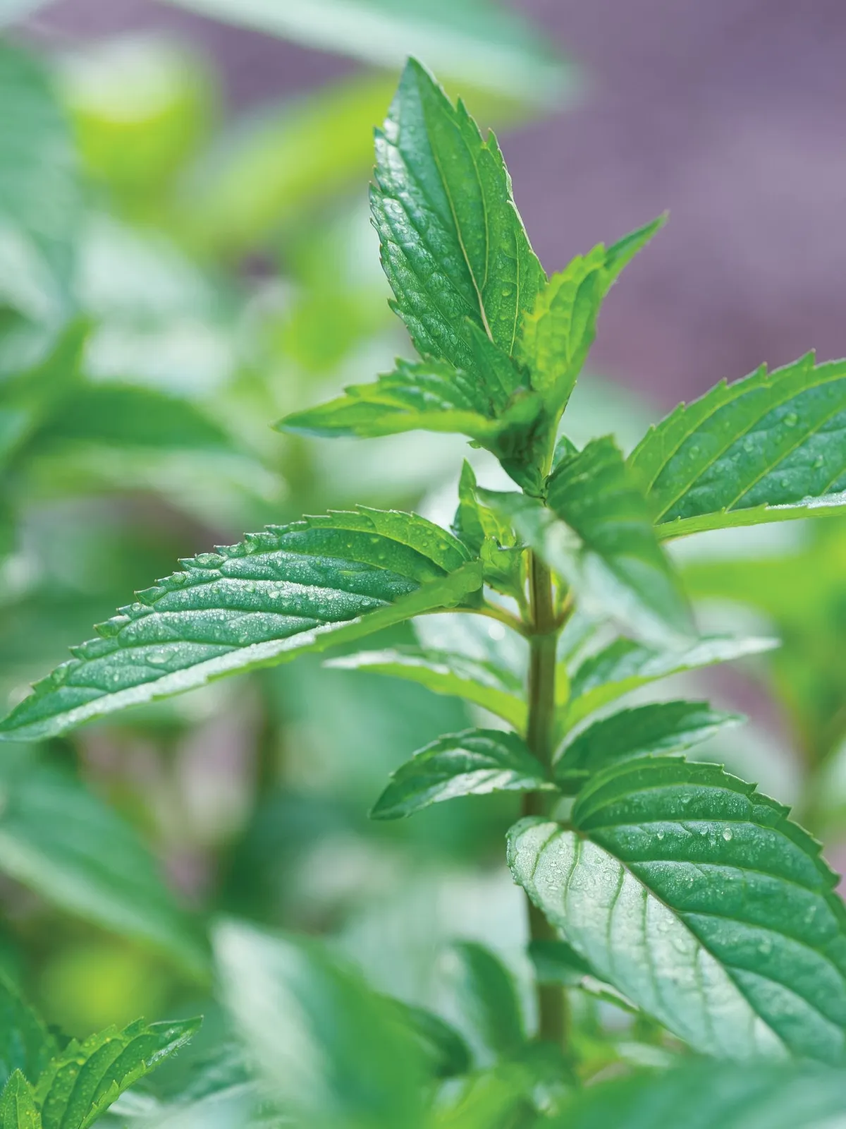 Peppermint Mint