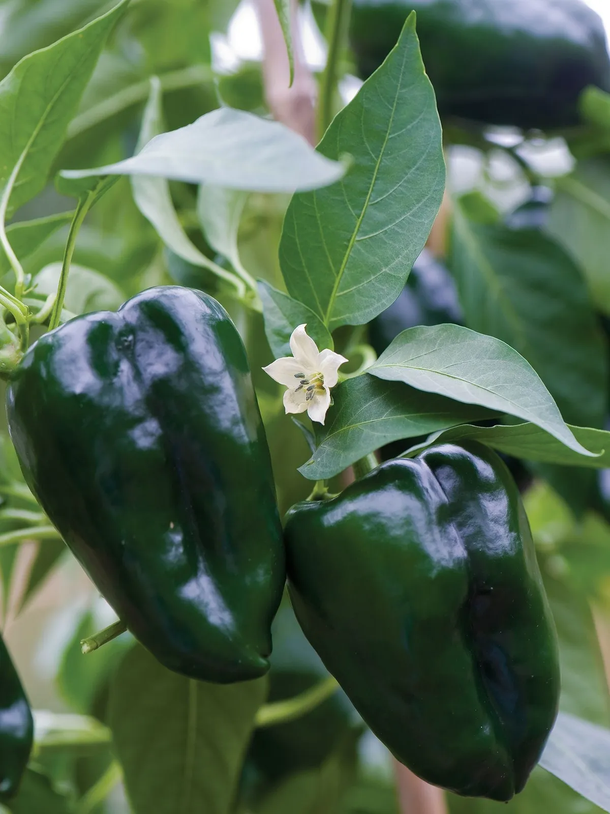 Hot, Poblano (Ancho) Peppers