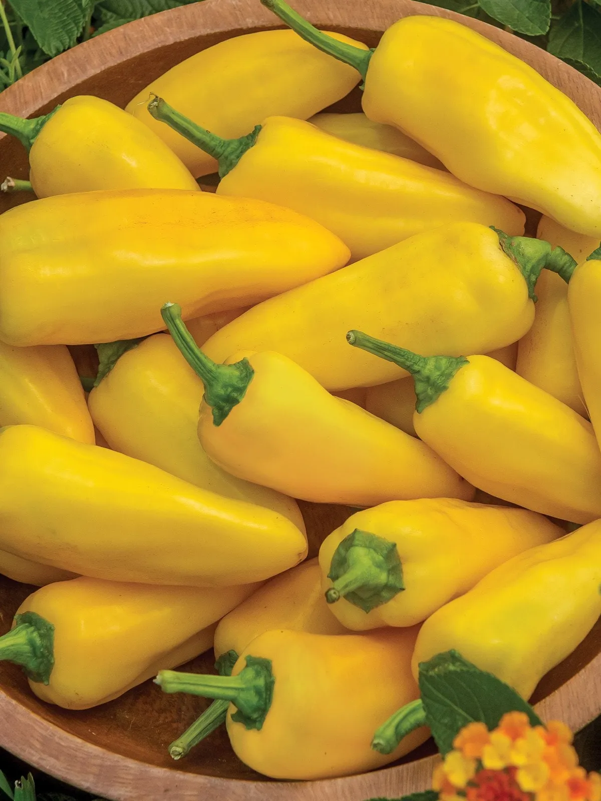 Sweet, Lemon Dream Peppers