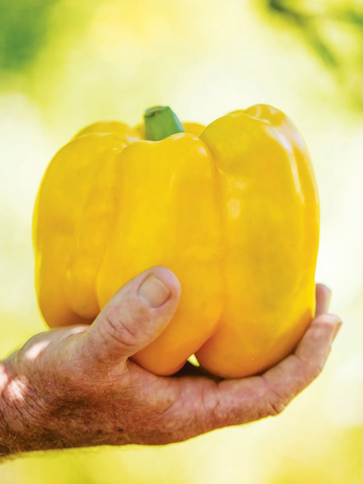 Sweet, Gold Standard Hybrid Peppers