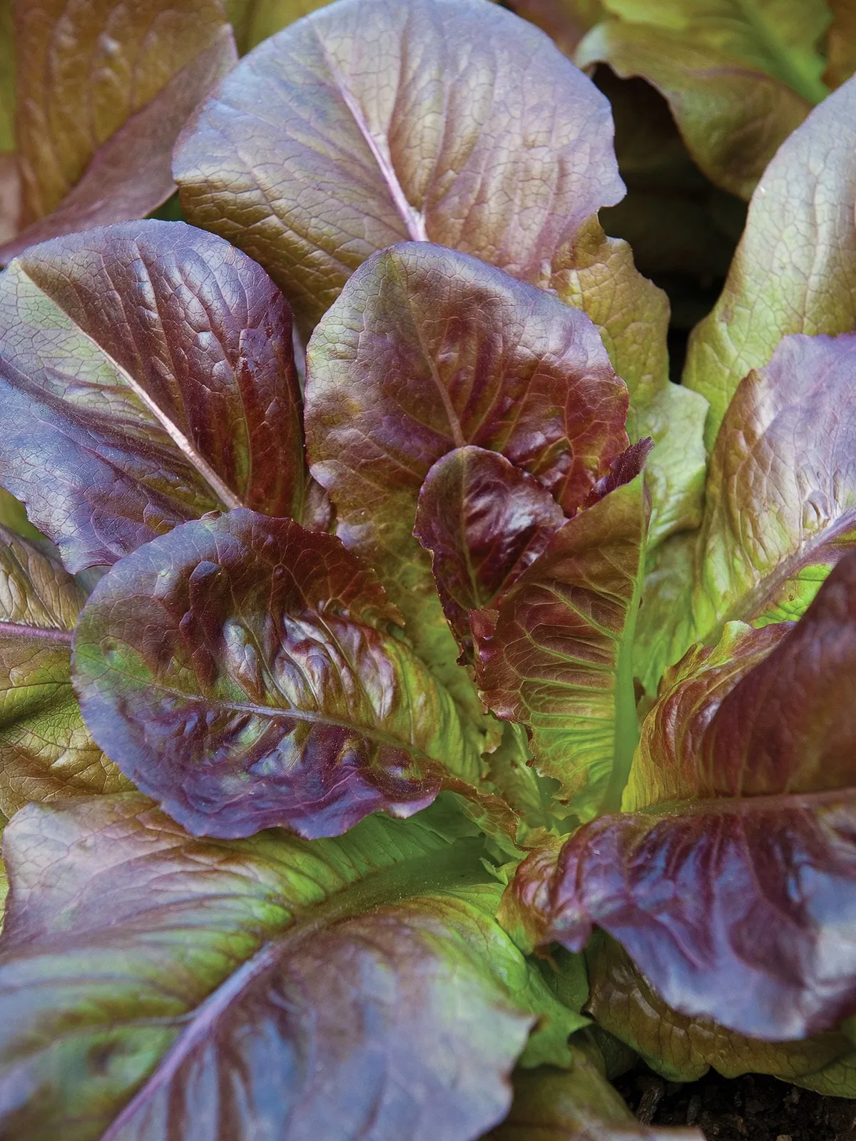 Cimmaron Lettuce