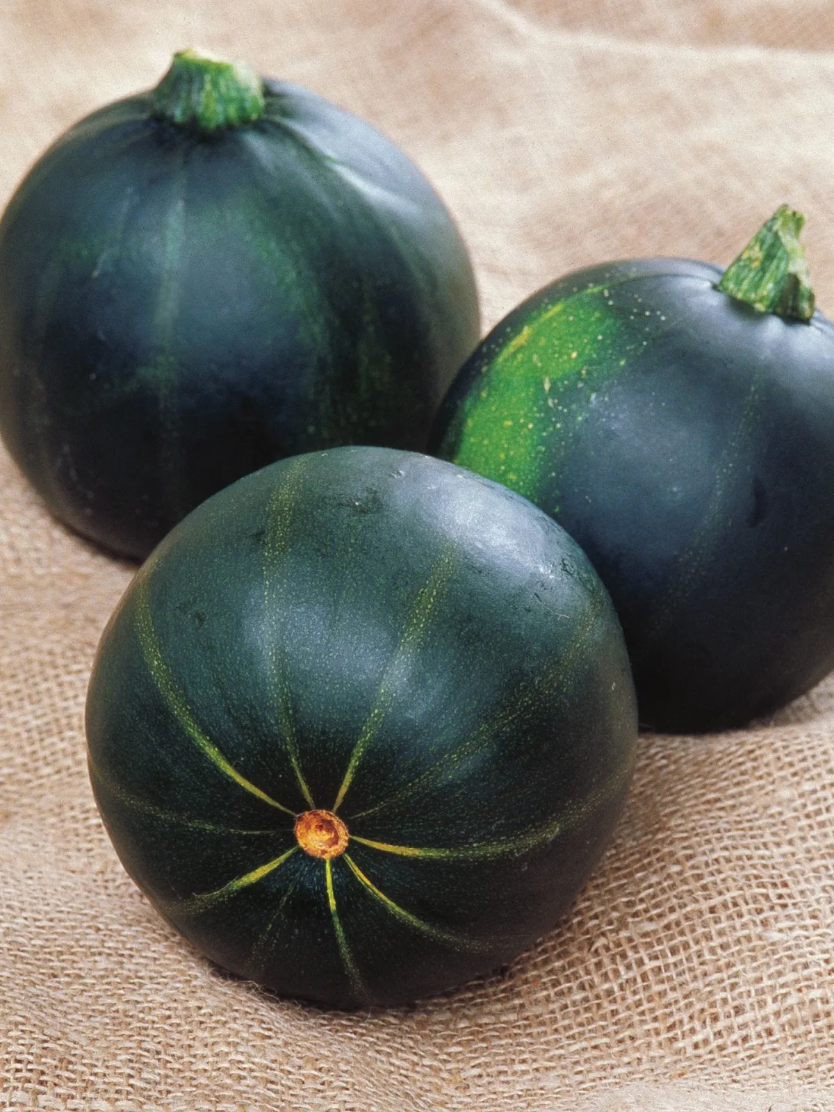 Summer, Eight Ball Zucchini Squash