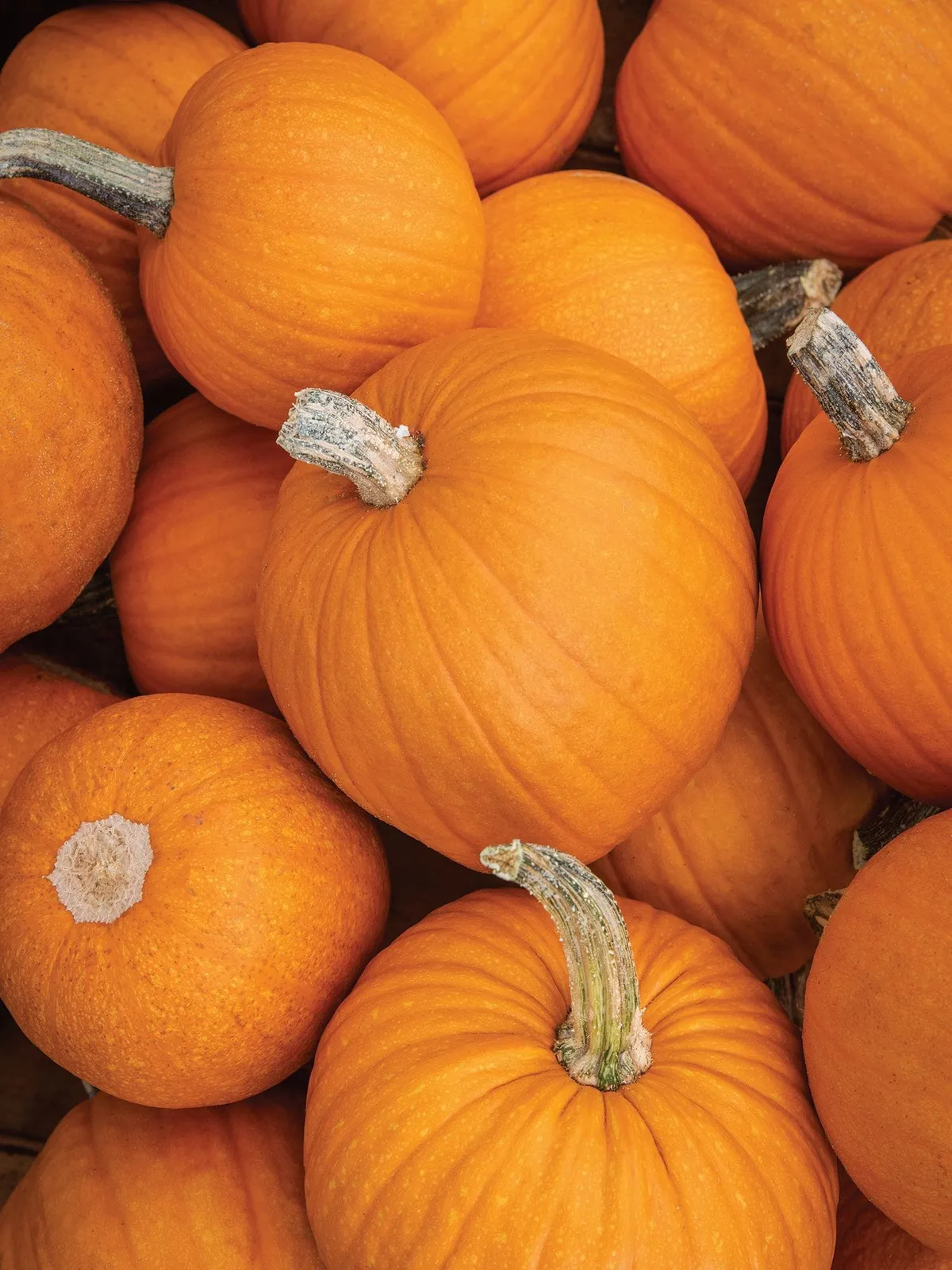 Small Sugar Pumpkin