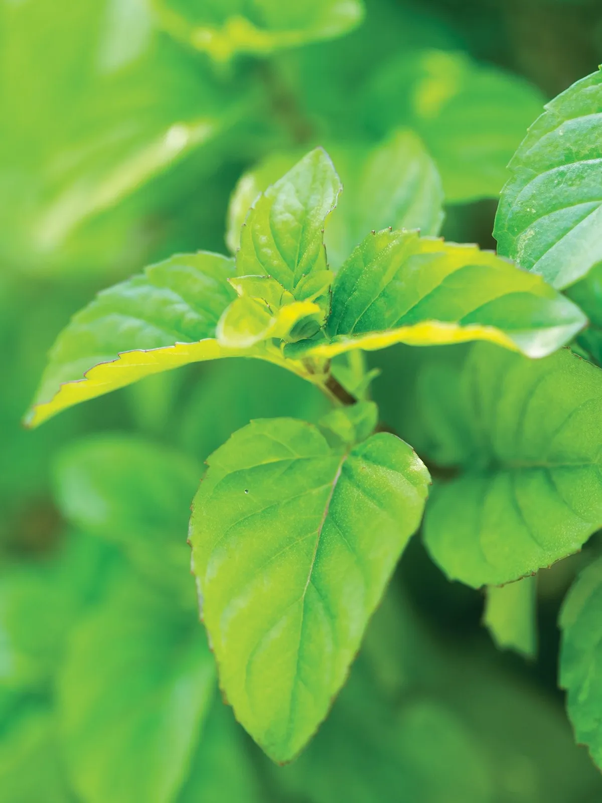 Orange Mint