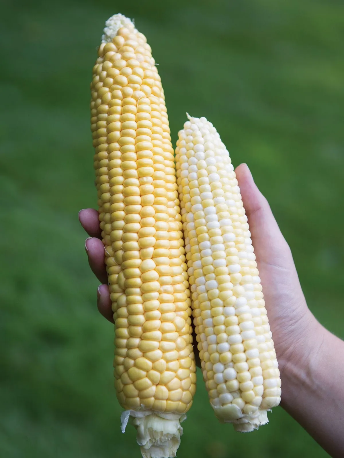 Jaws Hybrid Corn
