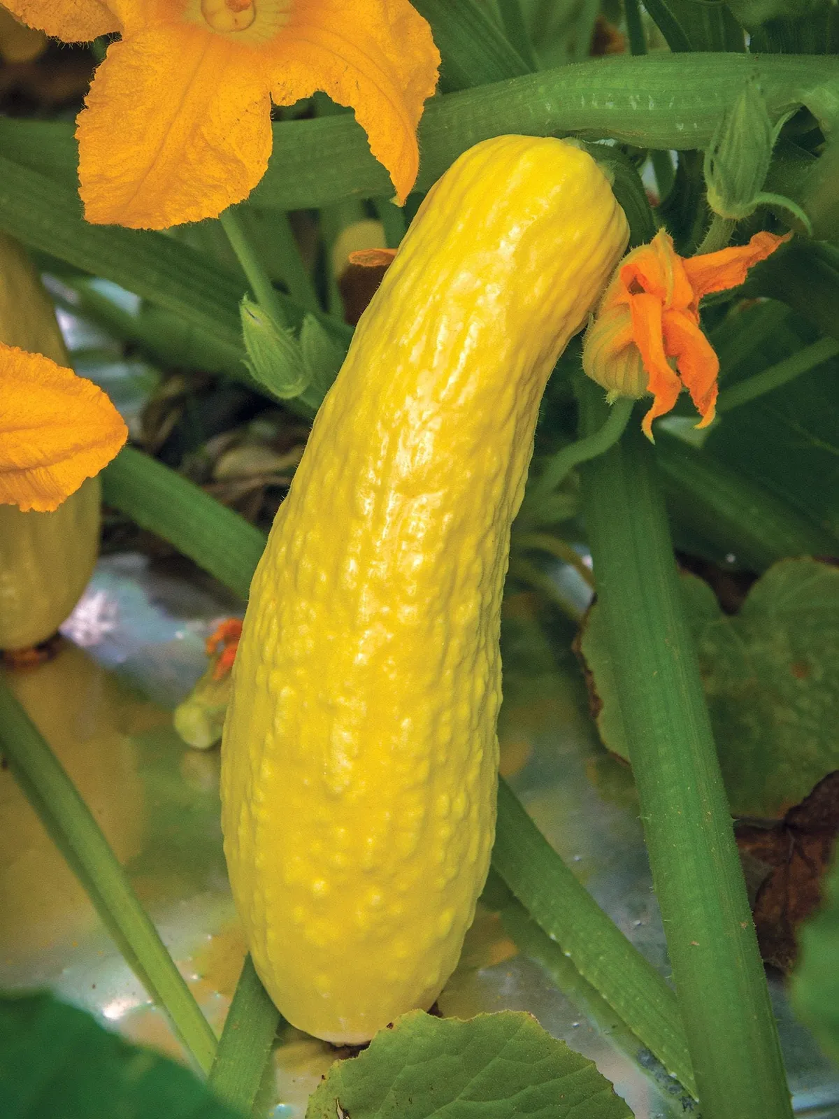 Summer, Early Prolific Straightneck Squash
