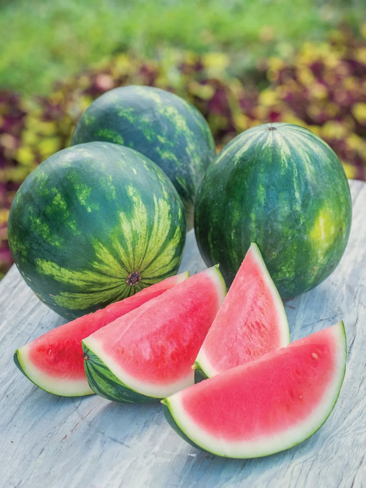 Mini Piccolo Hybrid Watermelon