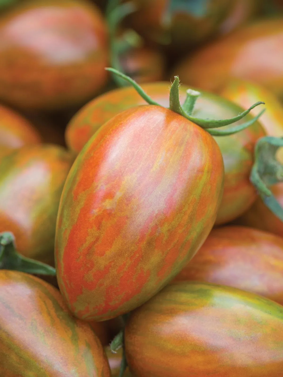 Shimmer Hybrid Tomatoes