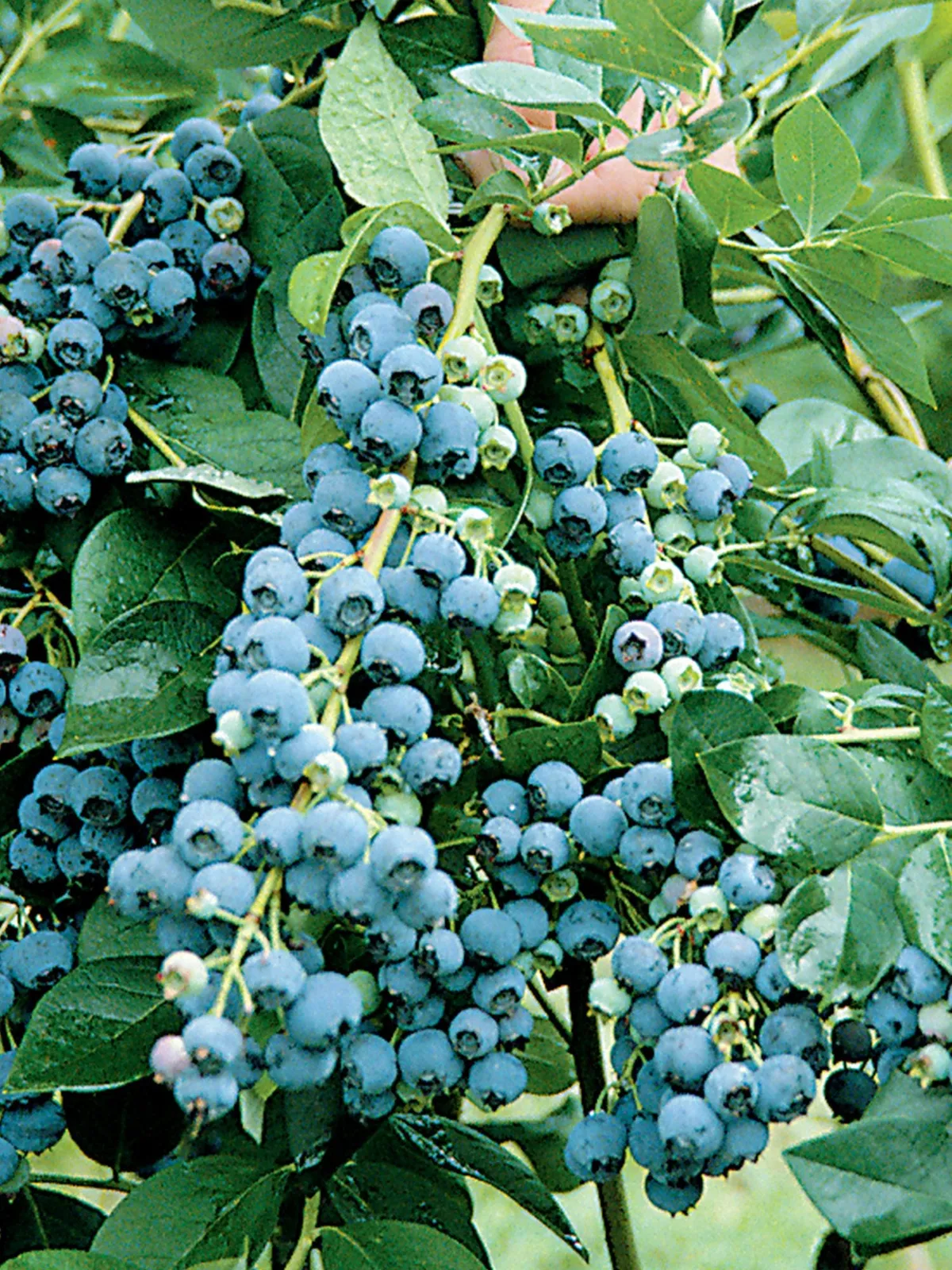 Jersey Blueberries