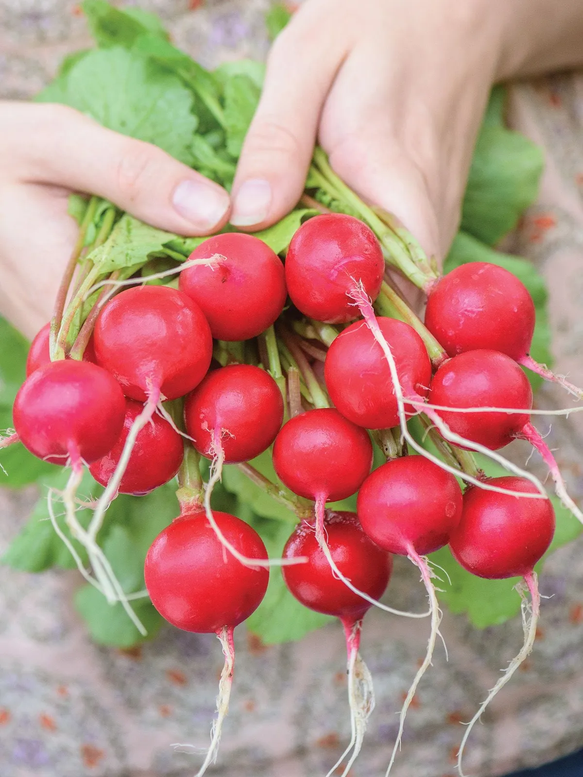 Solaris Hybrid Radishes