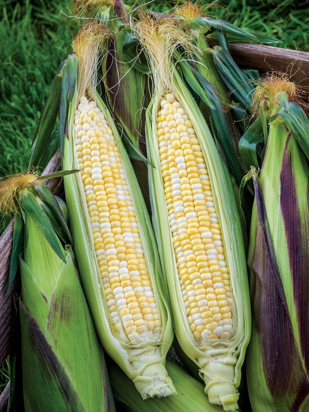 Picasso Hybrid Corn