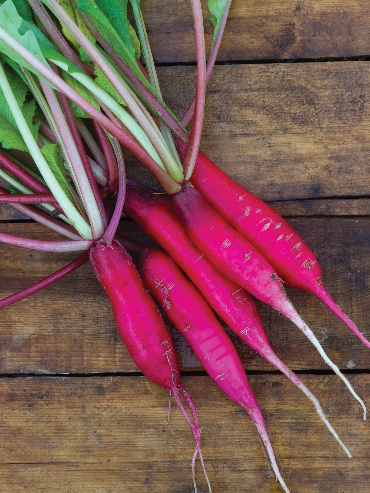 Salad Rose Radishes