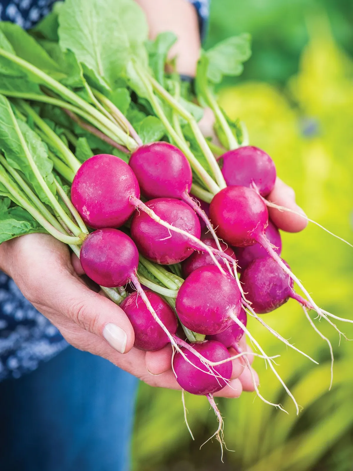 Royal Purple Radishes