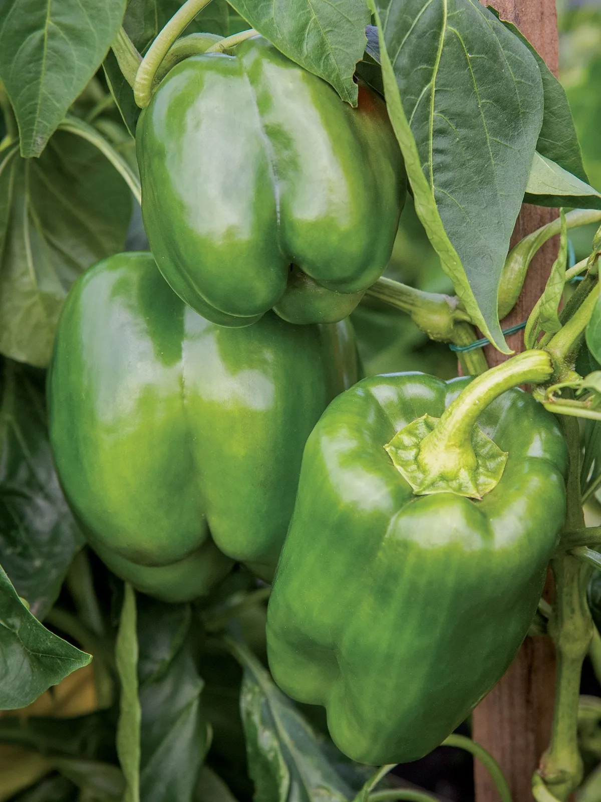 Sweet, Emerald Giant Peppers