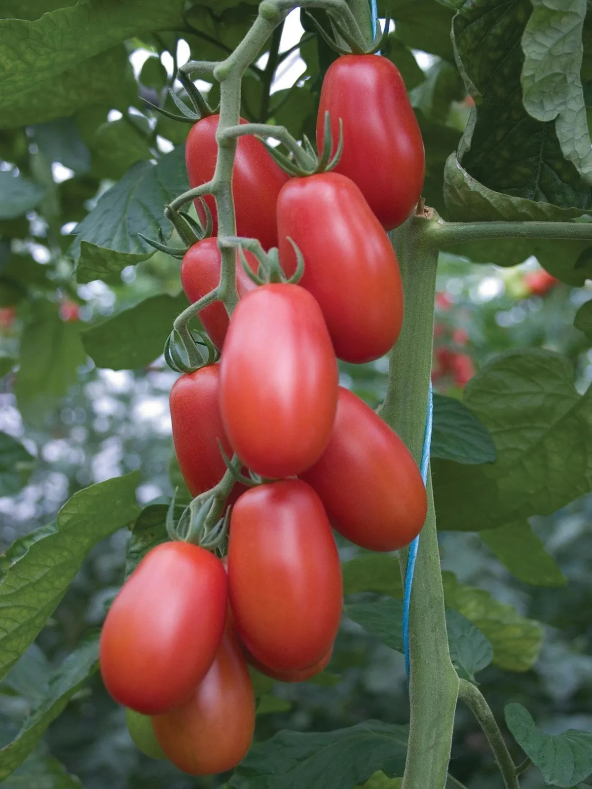 Little Mama Tomatoes