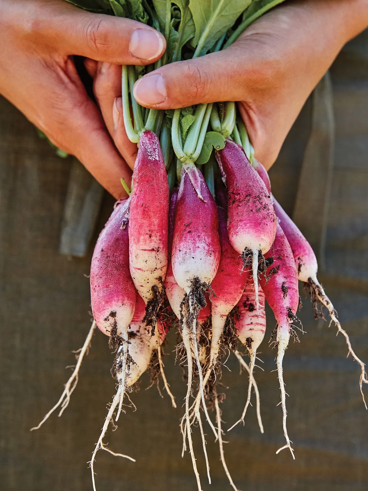 French Breakfast Organic Radishes