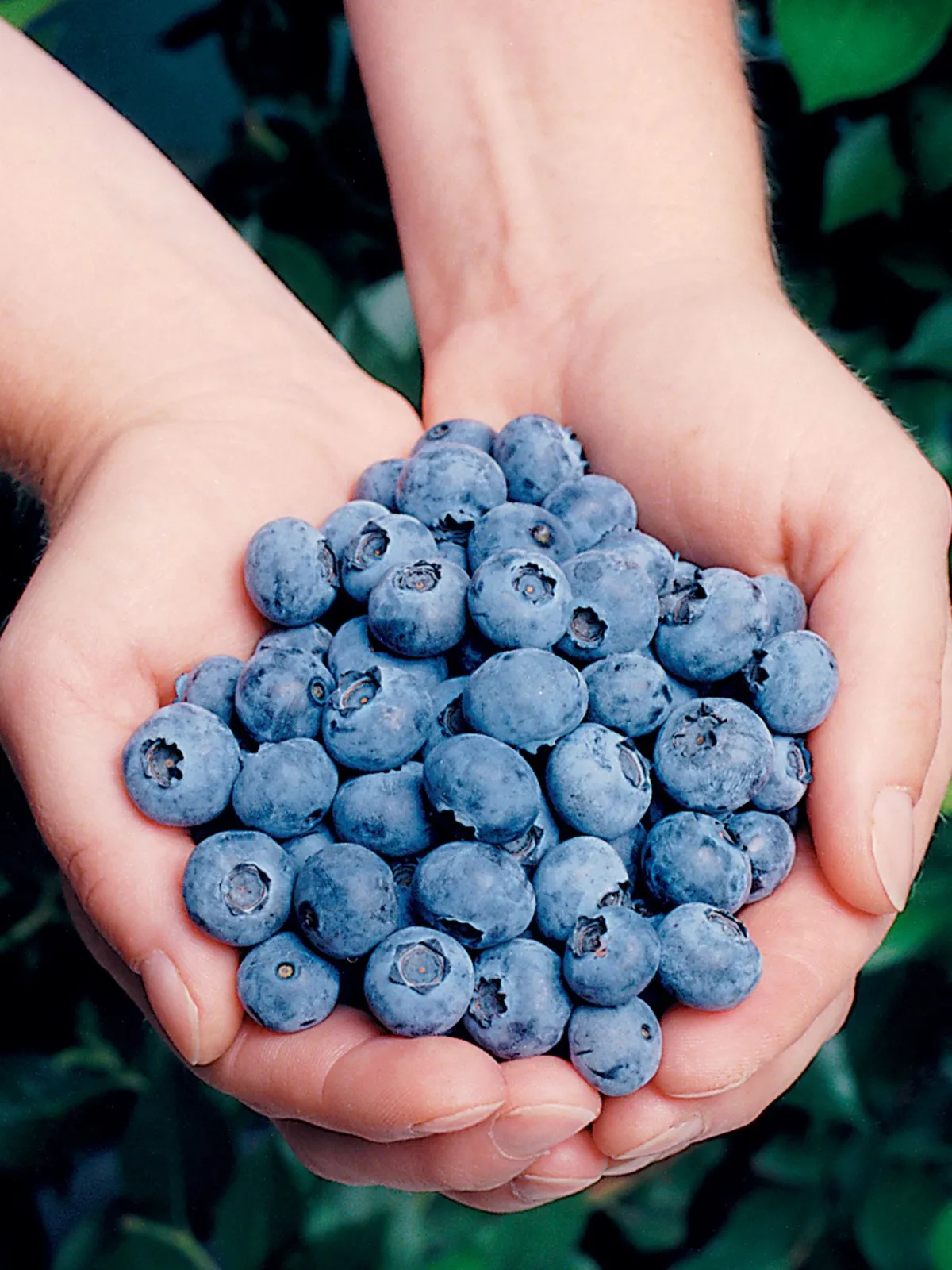 Elliott Blueberries