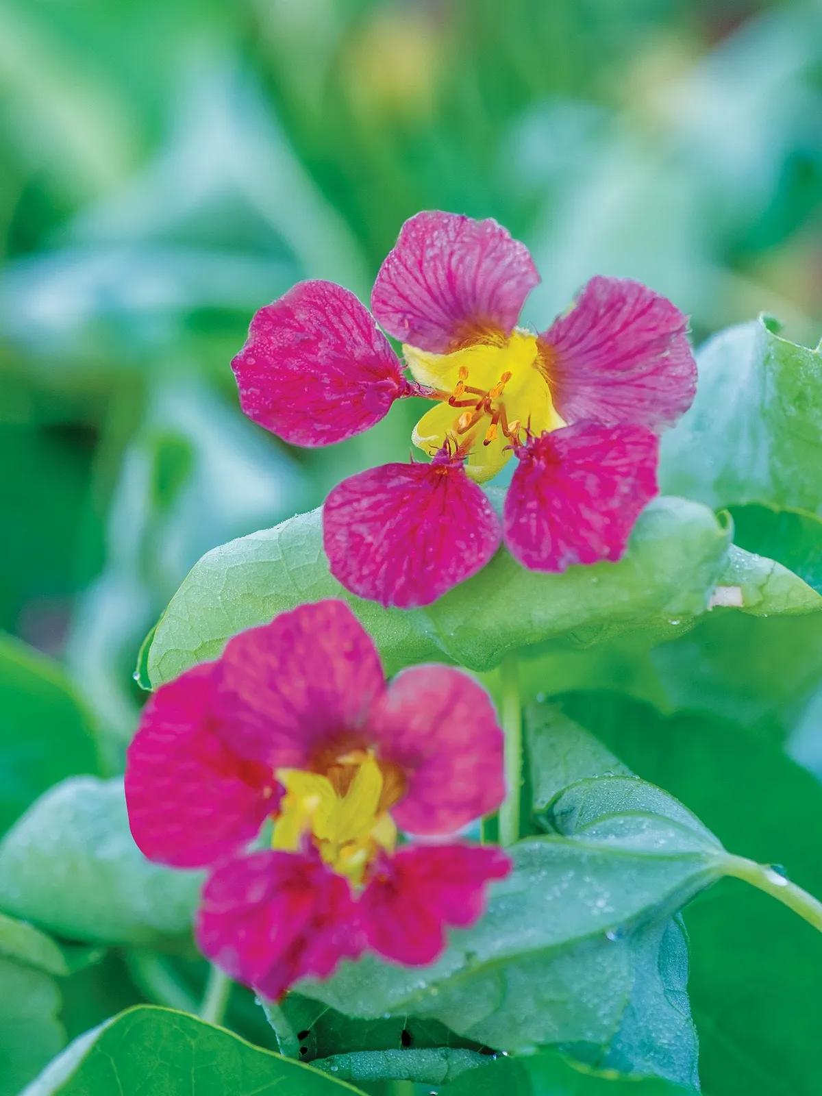 Gigante DItalia Organic