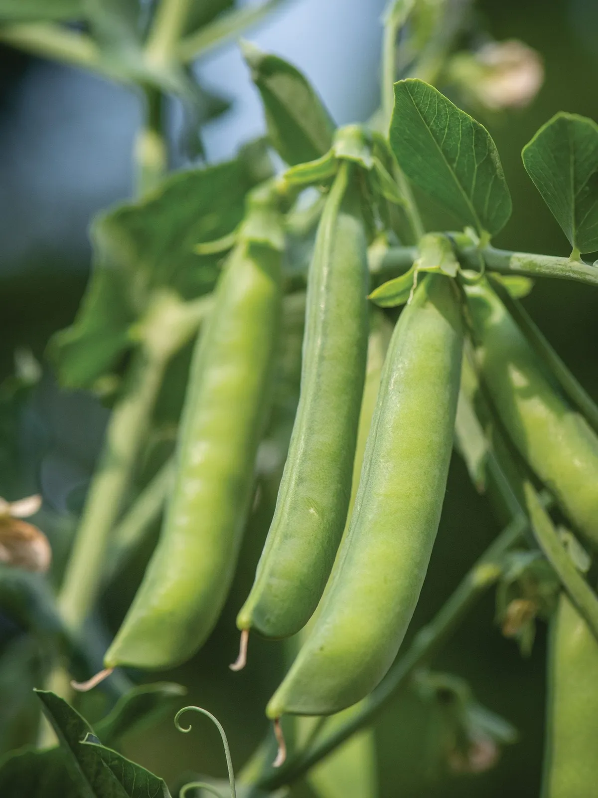 Sugar Flash Peas