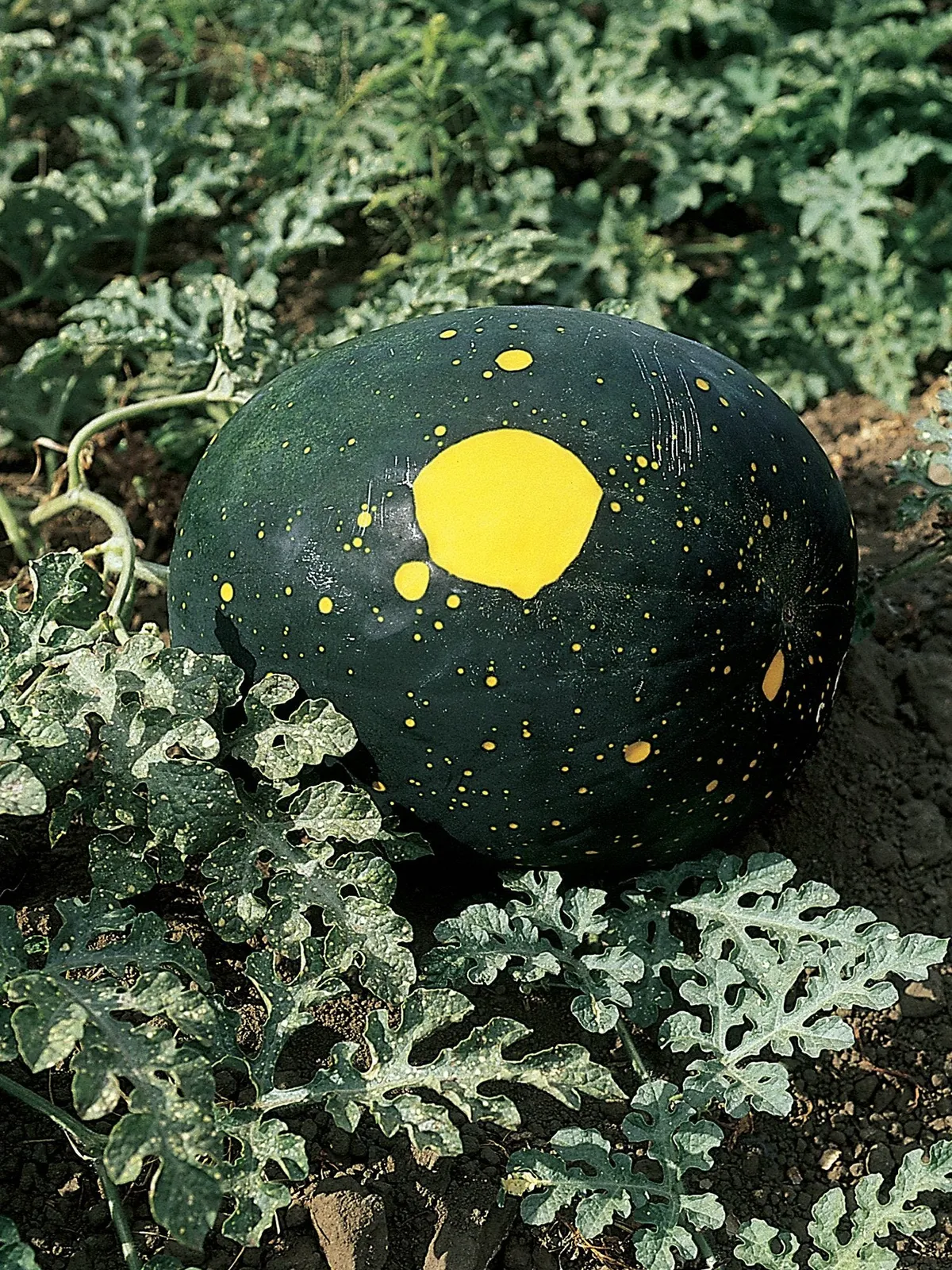 Moon And Stars Watermelon