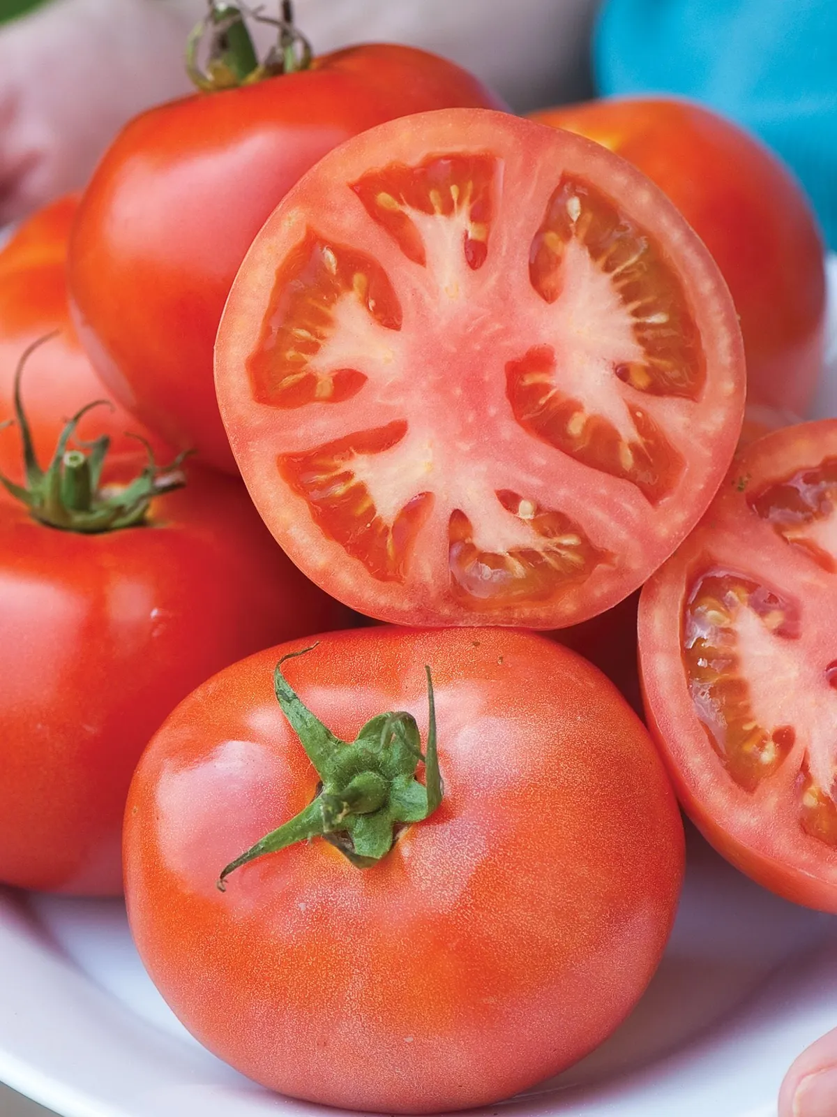 Burpees Early Pick VF Hybrid Tomatoes