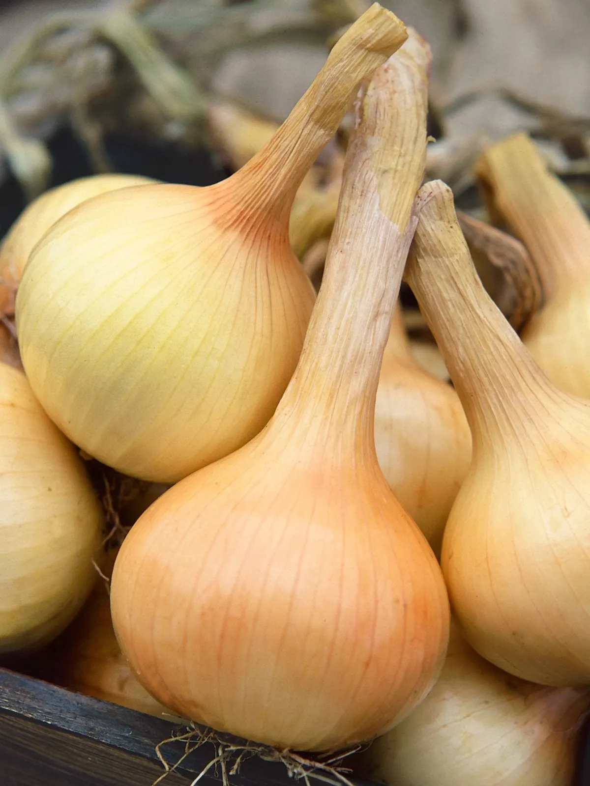 Walla Walla Sweet Onions