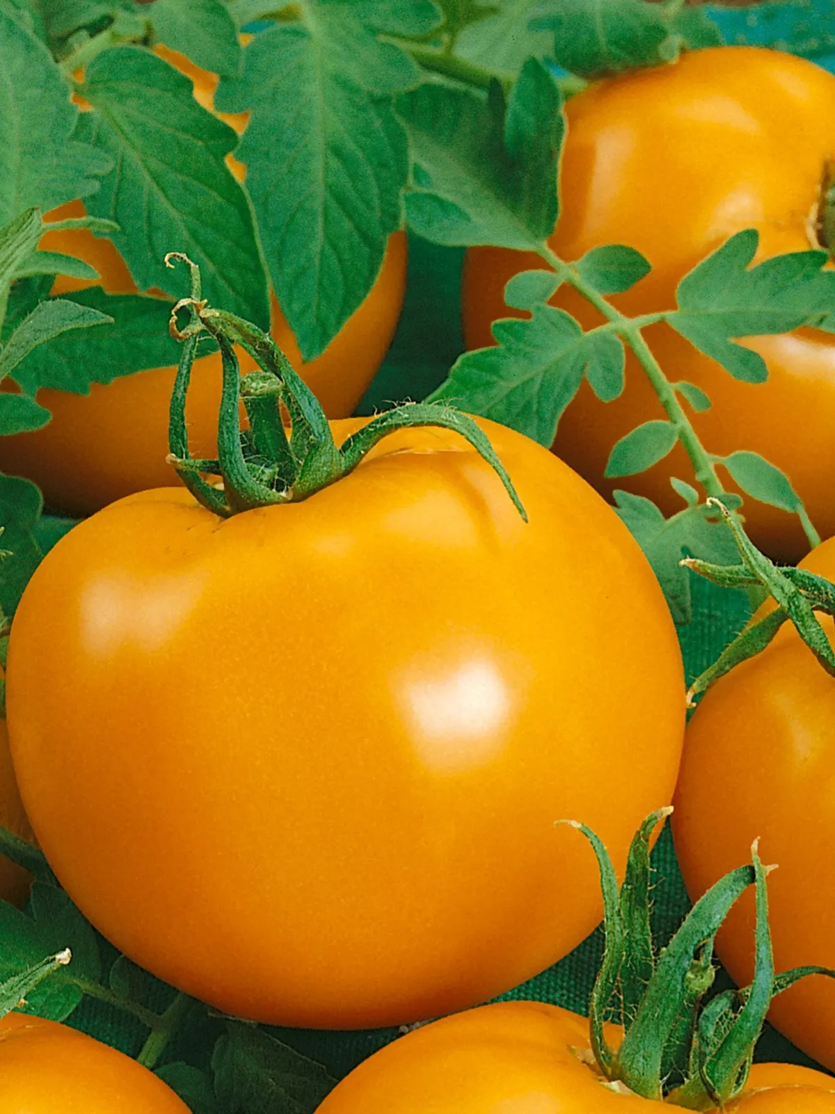Chef's Choice Orange Hybrid Tomatoes