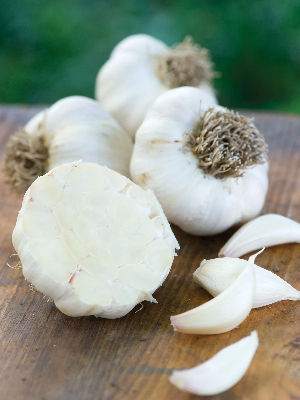 Italian Late Garlic