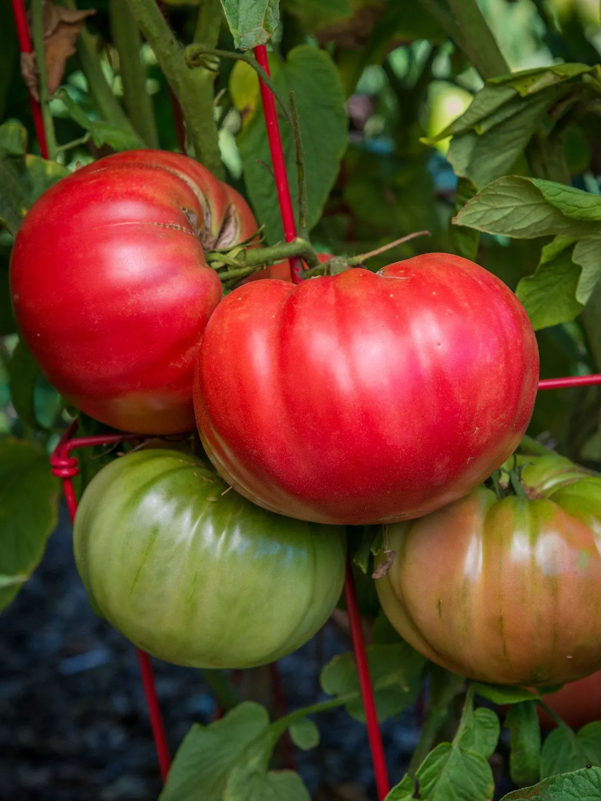 Chefs Choice Pink Hybrid Tomatoes