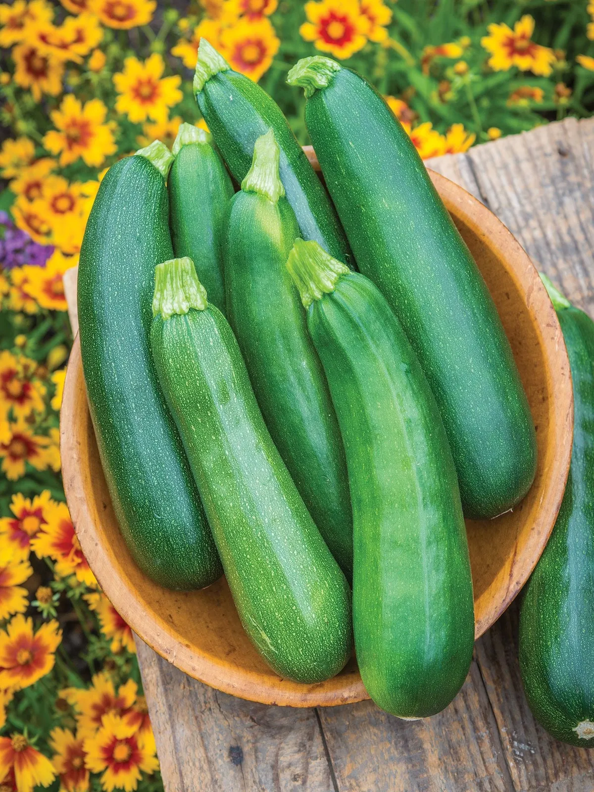 Summer, Sure Thing Hybrid Squash